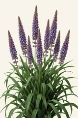 Fototapeta premium A vibrant cluster of periwinkle-purple flowers stands tall against a plain backdrop, showcasing detailed foliage and a serene, natural mood.