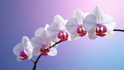Fototapeta premium Delicate white orchids with vibrant pink accents gracefully positioned against a soft ombre background.