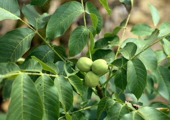 Juglans regia, Noyer, noix