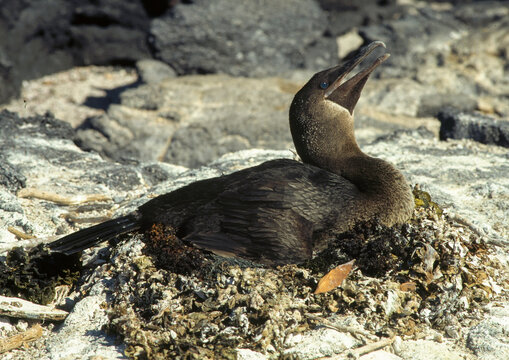 Cormoran apt&egrave;re, nid,Nannopterum harrisi , Flightless Cormorant, Archipel des Galapagos