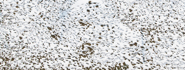 A lot of footprints in a snow-covered field