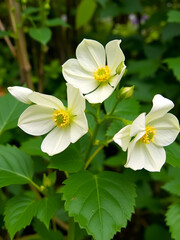 Obraz premium Cream single hellebores - side on PNG isolated images
