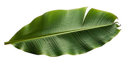 Detailed Texture of a Large Green Banana Leaf Against a Dark Backdrop