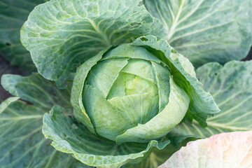 Obraz premium Young cabbage growing in an agricultural field