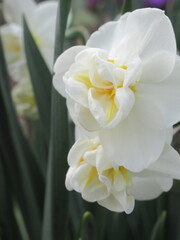 Zbliżenie na kremowego żonkila © Kumulugma