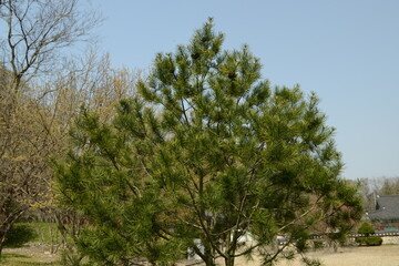 Pinus bungeana, known as lacebark pine, is an evergreen conifer native to China, with gray-white peeling bark and clusters of three needles. Photographed in Korea.
