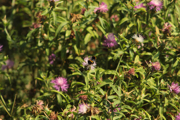 Summer forest landscapes with wildflowers and bumblebee. Peaceful forest scenes with green trees, blooming chamomile, pink clover flowers, and a bumblebee collecting nectar.
