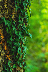 Summer forest landscapes with wildflowers and bumblebee. Peaceful forest scenes with green trees, blooming chamomile, pink clover flowers, and a bumblebee collecting nectar.