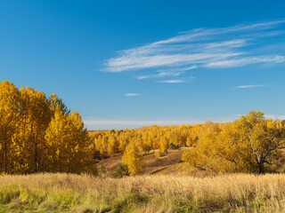 Golden autumn landscape with blue sky. Yellow foliage on the trees.