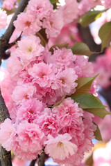 Abundantly blooming sakura. Pink sakura flowers close-up. Natural background. Sakura tree during the period of abundant flowering