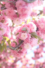 Abundantly blooming sakura. Pink sakura flowers close-up. Natural background. Sakura tree during the period of abundant flowering