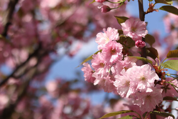 Obraz premium Abundantly blooming sakura. Pink sakura flowers close-up. Natural background. Sakura tree during the period of abundant flowering