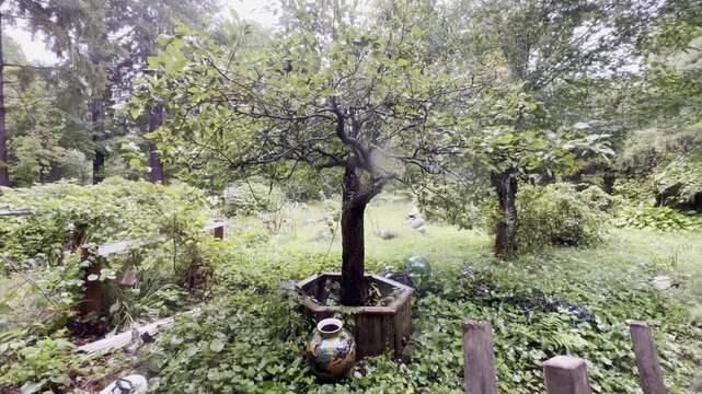 雨に濡れる緑豊かな庭園の風景