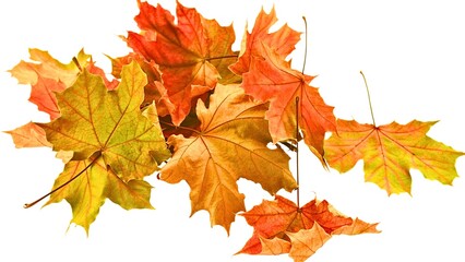 Autumn maple leaves vibrant fall colors nature foliage seasonal yellow orange red brown picturesque foliage cluster display