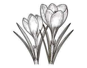 Botanical crocus floral design with detailed lines