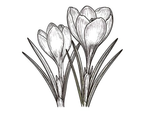 Botanical crocus floral design with detailed lines