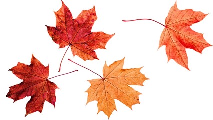 Four vibrant autumn maple leaves red orange fall foliage nature seasonal colors white background isolated botanical beauty
