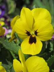 Zbliżenie na żółty kwiat bratka © Kumulugma