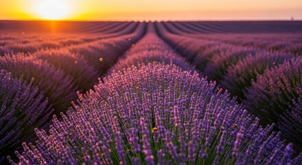 Obraz premium Vibrant purple lavender field blooming in endless rows under a spectacular golden sunset, creating a serene and picturesque summer evening landscape scene.