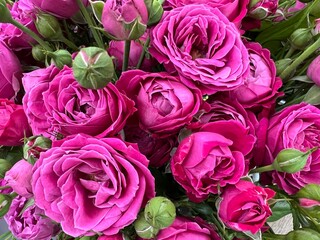 Many pink roses with buds and green leaves