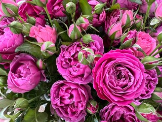 Many pink roses with buds and green leaves