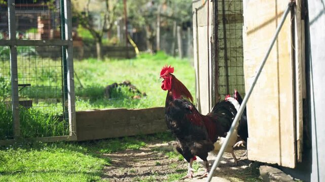 Gorgeous rooster with amazing red crest going out of the barn in early morning and crowing, rooster and chicken paddock walking in the barnyard, farm animals grazing in a sunny day