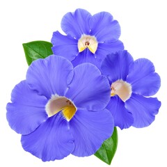 Vibrant blue flowers with green leaves.  Close-up