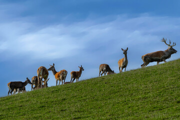 Rotwildrudel im Gebirge zur Brunft