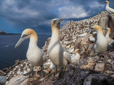 Large colony of Northern Gannets (Morus bassanus) nesting on the steep coastal cliffs of Bass Rock under a stormy sky, Scotland