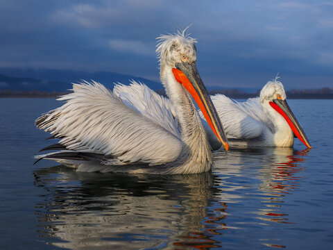 A Dalmatian Pelican (Pelecanus crispus) on the surface of Kerkini lake, northern Greece