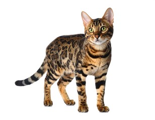 Bengal Cat Portrait Against White Background