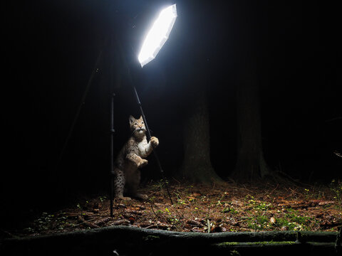 Eurasian Lynx (Lynx lynx) Investigating Camera Trap Light in Forest
