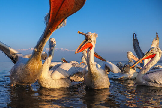 Fototapeta Dalmatian Pelican (Pelecanus crispus) on Water, in Winter, in Breeding Plumage