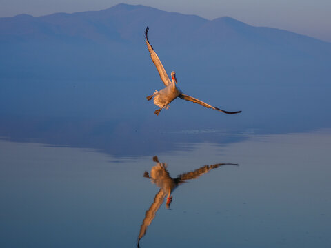 Landing Dalmatian Pelican , Pelecanus crispus. Pelicans casts a mirror image reflection as it flies over water.
