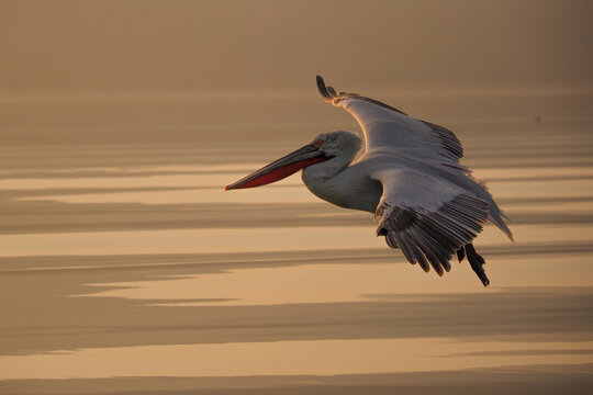 Dalmatian Pelican (Pelecanus crispus) Flying over Lake at Sunrise