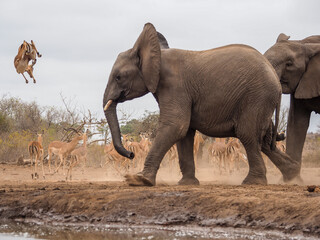 Impala leaps into the air near elephants by a waterhole in Botswana’s wild savannah