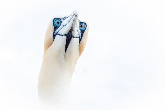 Minimalist close-up of northern gannet bird with striking blue eyes and beak against bright white backdrop