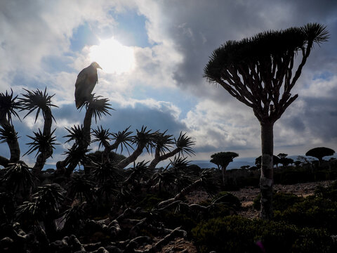 Ethereal silhouette of an Egyptian Vulture (Neophron percnopterus) perched on a Dragon Blood Tree at sunset, Socotra Island, Yemen