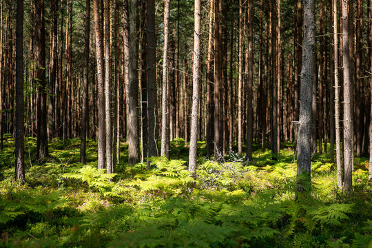Sunlight filters through tall trees in a lush green forest