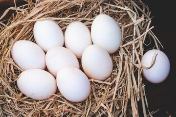 A pile of white duck eggs sits in a nest of straw. Eggs are arranged naturally, highlighting their raw, organic form. Rustic background and natural lighting give the image a farm-fresh feel.