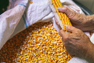 A detailed, intimate close-up of farmer's aged hands holding and shelling dry corn cob, allowing the bright yellow kernels to fall into woven white sack. Manual labor and tradition of harvesting crops
