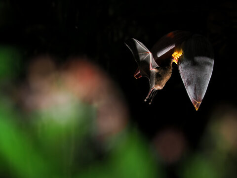 Bat captured in mid-flight at night with wings open against dark background