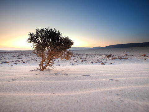 Lonely Tree in White Desert at Sunrise with Soft Sand Ripples, Socotra, Yemen