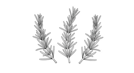 Three sprigs of rosemary on a white background in a line.