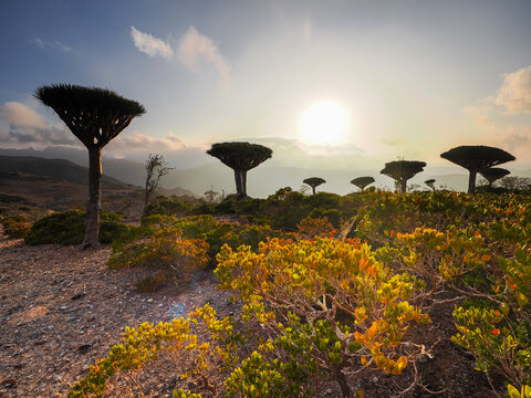 Dragon blood trees at sunset on Socotra Island with colorful foreground vegetation and mountains