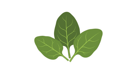 Fresh green spinach leaves represent a healthy and nutritious plant.