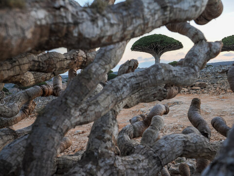 Dragon Blood Trees: Unique Abstract Landscape of Socotra Island