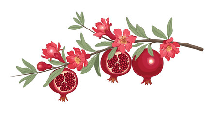 Pomegranate flowers and fruits on a branch.