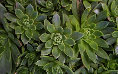 Obraz premium A close-up of vibrant green succulents with pointed leaves arranged in symmetrical rosettes. The natural texture and patterns create a striking visual in a garden setting, surrounded by lush greenery.