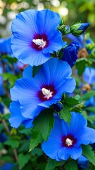 Vibrant blue hibiscus flowers (2)